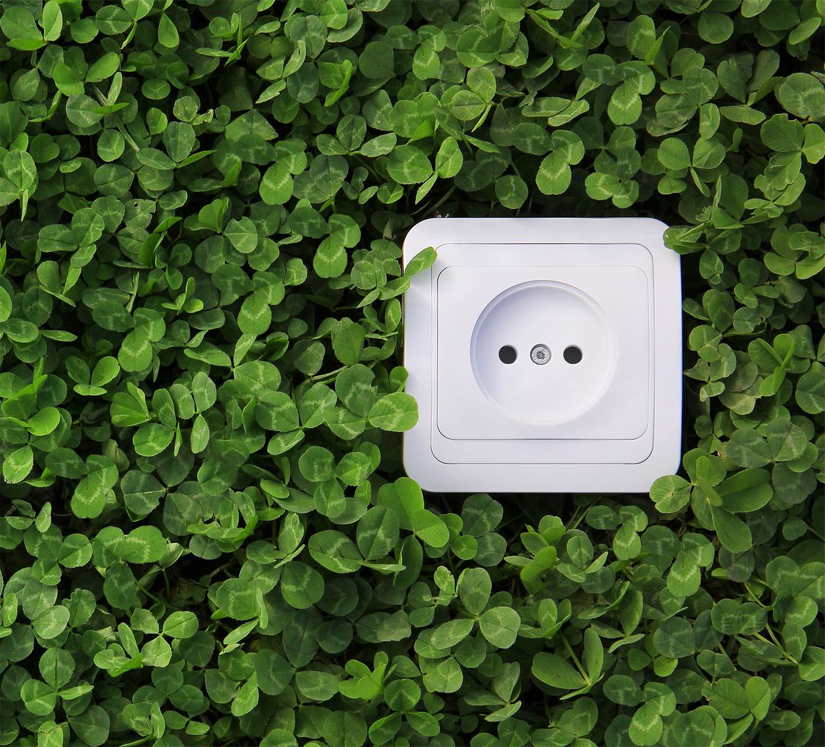 Eine Steckdose umgeben von üppigen grünen Pflanzen in einer natürlichen Umgebung.